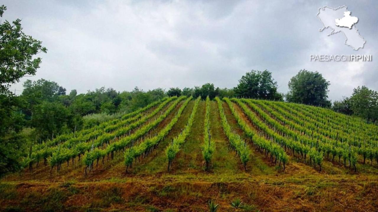 La Collina Di Nonno Carmine Bed & Breakfast Santa Paolina Dış mekan fotoğraf